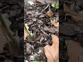 Garden update 4/30/26 boo dead trees