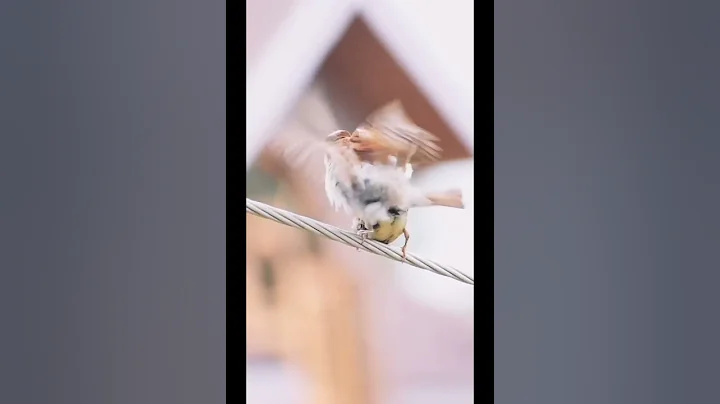 Sparrow mating. #sparrow #birds #mating
