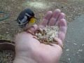 Feeding birds by hand revisited