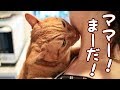 ネコがなめてくるよー　保護猫育て第298話