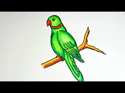 Parrot sketch hi-res stock photography and images - Alamy