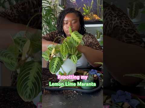Repotting my Lemon