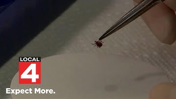 Prepare for tick season: Expert tips on prevention and safety in Michigan