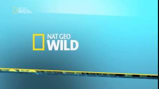 Nat Geo Wild Short Logo 2015 - Hd