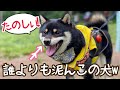 牧場のドッグランでどの犬よりも泥んこになって楽しむ豆柴！【柴犬】(@ 成田ゆめ牧場) Shiba Inu dogs that gets muddy and enjoys a dog run