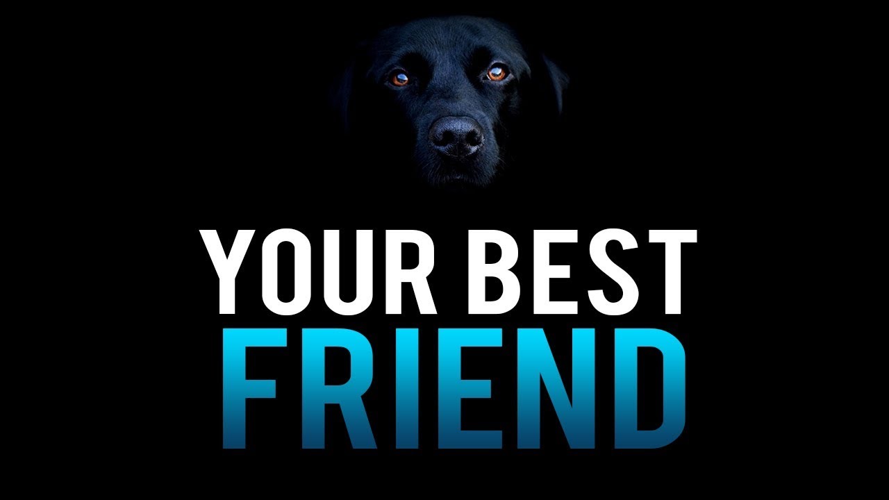 THE DOG YOUR BEST FRIEND YouTube