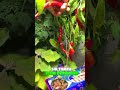 aprende a cultivar tus propios alimentos