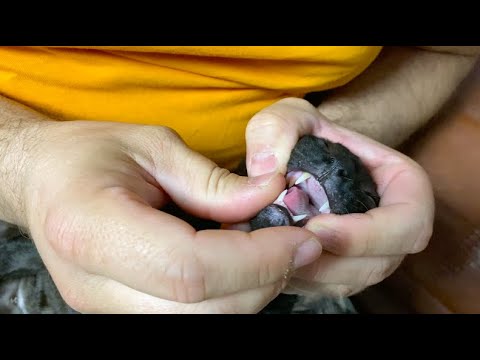 Как дать таблетку кошке чтобы не выплюнула. Как правильно давать таблетки кошкам в домашних условиях