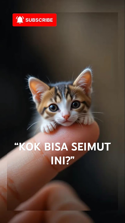 'Kucing ini bisa bikin kamu senyum seharian 😍' #kucingindo #kucingjakarta #kucingnusantara