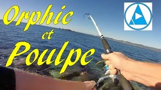 Orphie + poulpe +  vif pour le congre en méditerranée