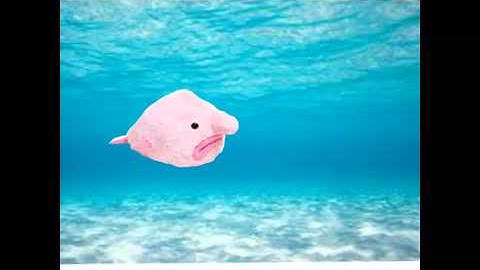 Blobfish movie trailer