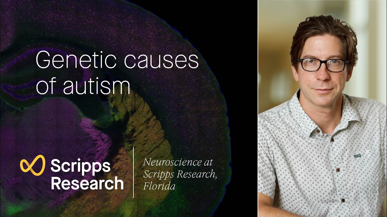 Genetic causes of autism: neuroscience at Scripps Research, Florida ...
