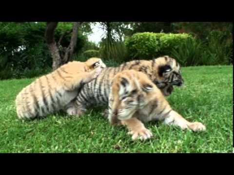 Bengal Tiger Cubs ~ Xander, Xandu & Zaza.mpg