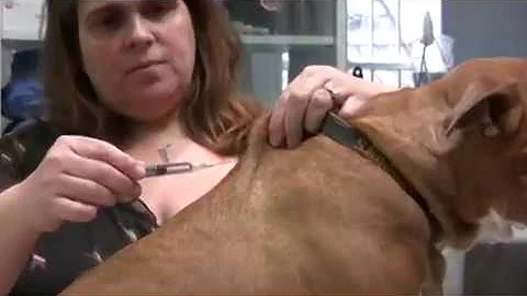 Union Veterinary Clinic - Giving your pet subcutaneous injections