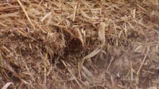 Composting Part 2 | From the Ground Up