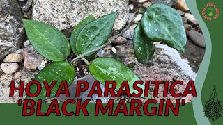 HOYA PARASITICA 'BLACK MARGIN' Information & Growing Tips!