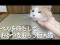 呼び鈴を鳴らしておやつをねだる巨大猫【ぽしゃっけ、】