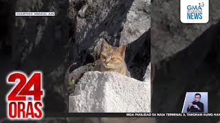 Download Lagu Pusa, namataan sa Mt. Apo; banta nga ba sa kabundukan? | 24 Oras MP3