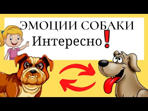какие эмоции испытывают собаки? Мифы и реальность