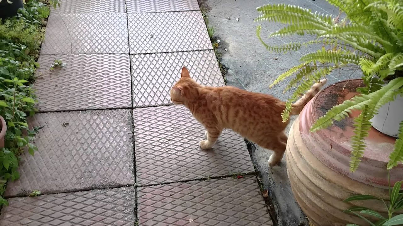 Sony Xperia Z1 1080p video sample