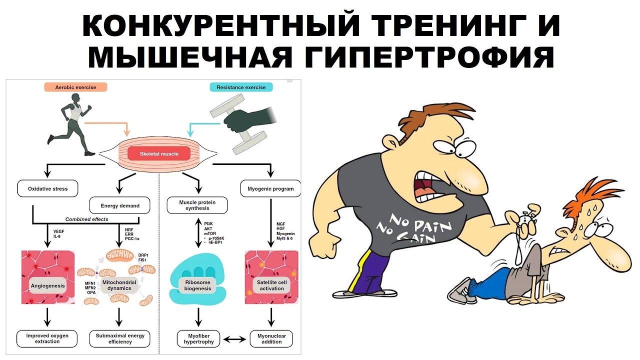 Тренинг эффект