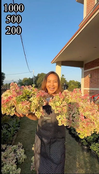 Download lagu Pedilianthus on sell, SAB garden, Itahari-2