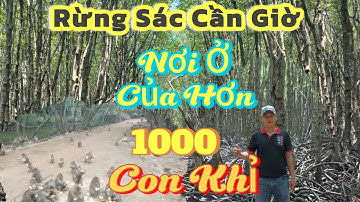 Rừng Sác Cần Giờ nơi có hơn 1000 con Khỉ được bảo tồn.