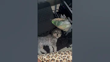 Say Your Dog Clingy Without Saying It Dogmom DogsofFacebook Acetiktokfamous 