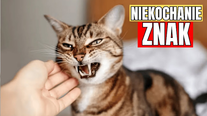 10 oznak, że TWÓJ KOT CIĘ NIE KOCHA (Nawet jeśli myślisz, że tak)