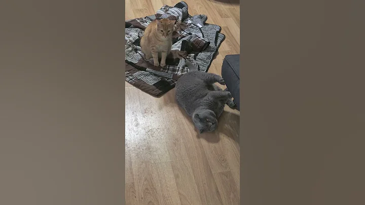 Watch the video about Orange tabby attacks British shorthair