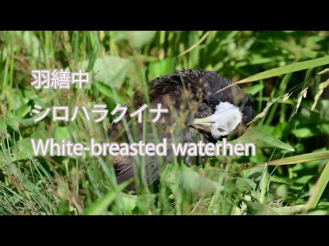 【羽繕中】シロハラクイナ White-breasted waterhen