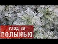 ПОЛЫНЬ! КАК ПРАВИЛЬНО УХАЖИВАТЬ ЗА ПОЛЫНЬЮ В САДУ?