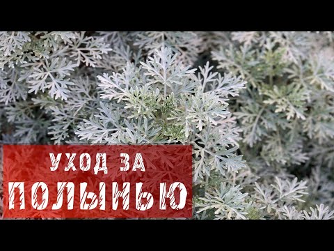 Видео: Как ухаживать за полынью - Информация о выращивании полыни