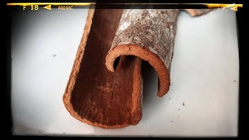 7 bài thuốc trị bệnh từ vỏ quế rất hiệu quả | Sống Khỏe Thân Tâm Trí