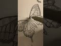 Butterfly drawing afrina art and craft