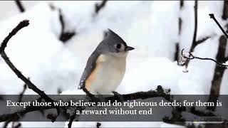 Surah Tin (95)  Mishary Rashid Alafasy With English Translation