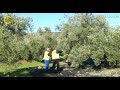 El olivar tradicional en busca de mayor rentabilidad