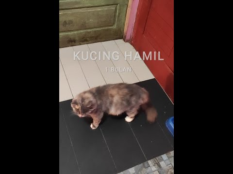 Ciri ciri kucing persia hamil 1 bulan