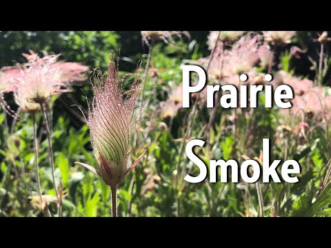 Wideo: Dym preriowy Wildflower: Jak sadzić dym preriowy