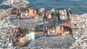 hnub no coj nej mus saib kuv tsuav qos nawb cov phooj ywg