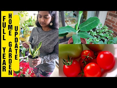 Small Home Garden Full Year Update - சின்ன தோட்டம் அதிக பயன் - USA Tamil VLOGS - Farm to Table Ideas | Food Tamil - Samayal & Vlogs