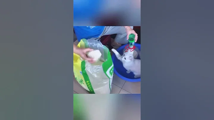 Video 10656441: dog cat laugh cute, laugh cats dogs funny