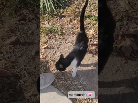 چقدر نازی آخه گربه حمایت از گربه 