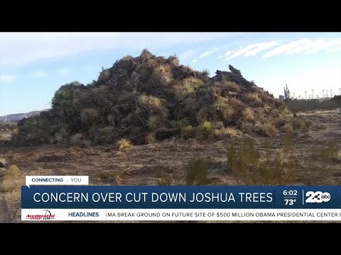 Videó: Illegális kivágni egy Joshua-fát?