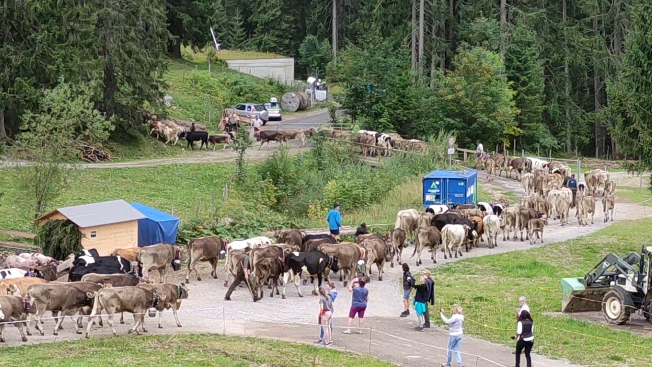 Hintere Seealpe sammelt zum Schöllanger Viehscheid 2021