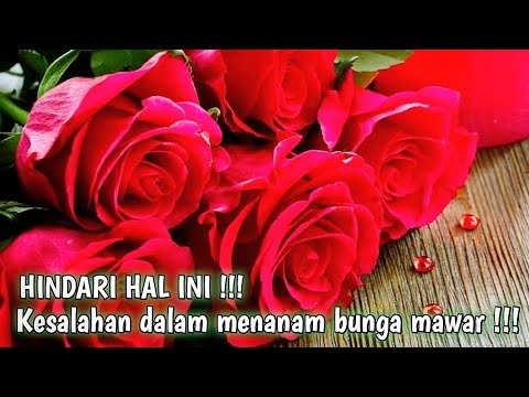 5 KESALAHAN MENANAM BUNGA MAWAR !!! JANGAN LAKUKAN HAL INI !!!