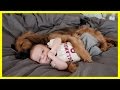Dog Massage Little Baby Child Baby enjoying massage by his pet dog