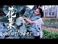 農村婆婆很會種菜，兒媳摘一棵花菜回家炒，滿滿的兩大盤