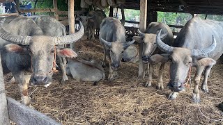 Buffalo in Khmer villages,pets buffalo,water buffalo #part 04