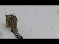 Снежный барс "попал" в фотоловушку в Кашкадарьинской области